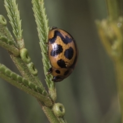 Peltoschema oceanica (Oceanica leaf beetle) at Cook, ACT - 26 Feb 2019 by AlisonMilton