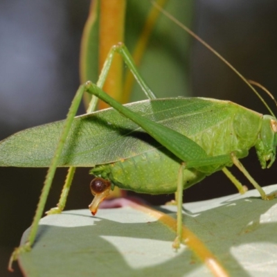 Caedicia simplex (Common Garden Katydid) at ANBG - 27 Feb 2019 by TimL