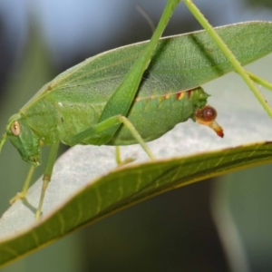 Caedicia simplex at Hackett, ACT - 27 Feb 2019