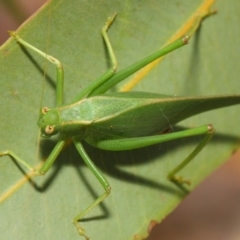 Caedicia simplex at Hackett, ACT - 27 Feb 2019