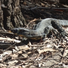 Varanus varius (Lace Monitor) at Nelson Beach - 2 Mar 2019 by JackieLambert