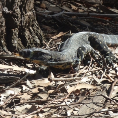 Varanus varius (Lace Monitor) at Nelson Beach - 1 Mar 2019 by Jackie Lambert