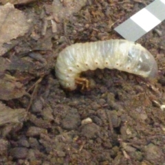 LUCANIDAE (family) (Stag Beetle) at Nelson Beach - 1 Mar 2019 by Jackie Lambert