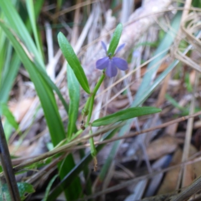 Lobelia anceps (Angled Lobelia) at Mogareeka, NSW - 2 Mar 2019 by JackieLambert
