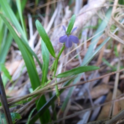 Lobelia anceps (Angled Lobelia) at Mogareeka, NSW - 1 Mar 2019 by JackieLambert