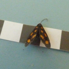 Asura cervicalis at Bermagui, NSW - 3 Mar 2019 07:16 AM