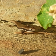 Eulamprus heatwolei (Yellow-bellied Water Skink) at Bermagui, NSW - 3 Mar 2019 by JackieLambert