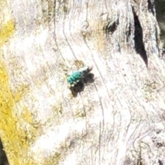 Chrysididae (family) (Cuckoo wasp or Emerald wasp) at Nelson Beach - 2 Mar 2019 by Loki Lambert