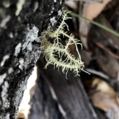 Usnea sp. (genus) (Bearded lichen) at Nelson Beach - 1 Mar 2019 by Loki Lambert