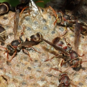 Ropalidia plebeiana at Acton, ACT - 1 Mar 2019 01:41 PM