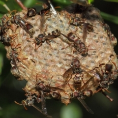 Ropalidia plebeiana at Acton, ACT - 1 Mar 2019 01:41 PM