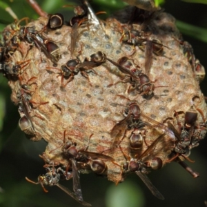 Ropalidia plebeiana at Acton, ACT - 1 Mar 2019