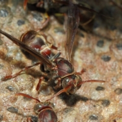 Ropalidia plebeiana at Acton, ACT - 1 Mar 2019 01:41 PM