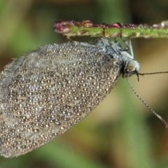 Zizina otis (Common Grass-Blue) at Evatt, ACT - 28 Feb 2019 by TimL