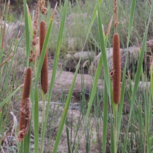 Typha sp. at Tharwa, ACT - 3 Feb 2019 07:05 PM