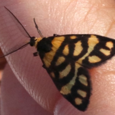 Asura lydia (Lydia Lichen Moth) at Majura, ACT - 3 Mar 2019 by jb2602