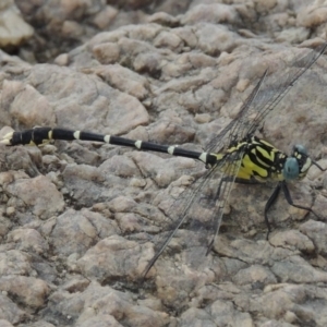 Hemigomphus heteroclytus at Tharwa, ACT - 3 Feb 2019