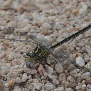 Austrogomphus guerini at Tharwa, ACT - 3 Feb 2019