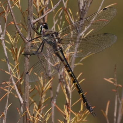 Hemicordulia australiae (Australian Emerald) at Mogo, NSW - 26 Feb 2019 by jbromilow50