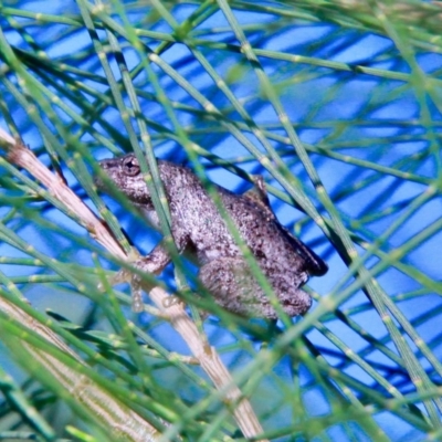 Litoria peronii (Peron's Tree Frog, Emerald Spotted Tree Frog) at Amaroo, ACT - 4 Mar 2019 by davobj