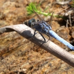 Orthetrum caledonicum (Blue Skimmer) at Rosedale, NSW - 26 Feb 2019 by jb2602