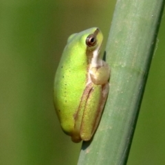 Litoria fallax (Eastern Dwarf Tree Frog) at Mogo, NSW - 26 Feb 2019 by jbromilow50