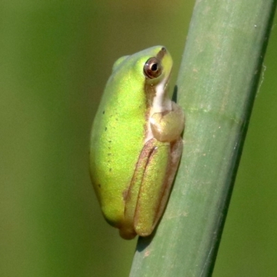 Litoria fallax (Eastern Dwarf Tree Frog) at Mogo, NSW - 26 Feb 2019 by jbromilow50