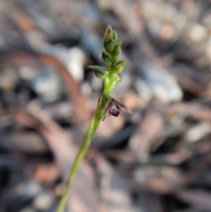 Corunastylis clivicola at Cook, ACT - suppressed