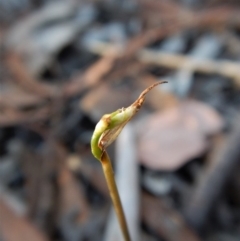 Corunastylis clivicola at Cook, ACT - suppressed