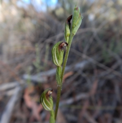 Speculantha rubescens (Blushing Tiny Greenhood) at Aranda, ACT - 1 Mar 2019 by CathB