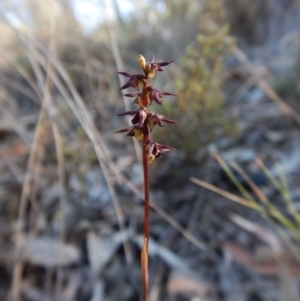 Corunastylis clivicola at Aranda, ACT - 2 Mar 2019