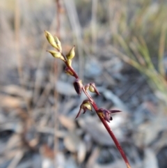 Corunastylis clivicola at Aranda, ACT - 2 Mar 2019