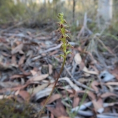 Corunastylis clivicola (Rufous midge orchid) at Point 49 - 1 Mar 2019 by CathB