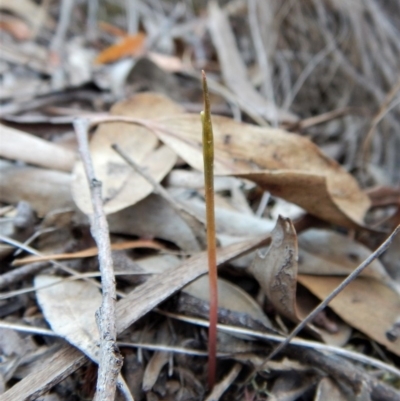 Corunastylis cornuta (Horned Midge Orchid) at Aranda, ACT - 2 Mar 2019 by CathB