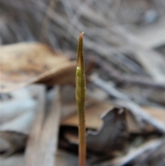 Corunastylis cornuta at Aranda, ACT - suppressed