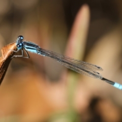 Ischnura heterosticta (Common Bluetail Damselfly) at Dignams Creek, NSW - 3 Mar 2019 by Maggie1