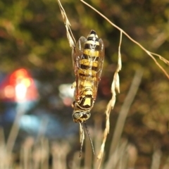 Tiphiidae (family) (Unidentified Smooth flower wasp) at Rivett, ACT - 2 Mar 2019 by HelenCross