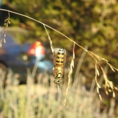 Tiphiidae (family) at Rivett, ACT - 3 Mar 2019