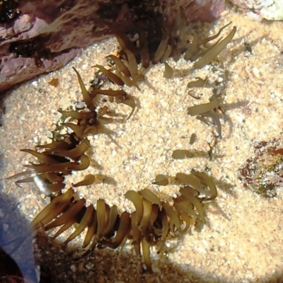 Oulactis muscosa at Nelson Beach - 2 Mar 2019 by Maggie1