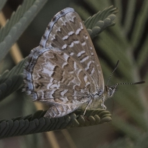 Theclinesthes serpentata at Weetangera, ACT - 26 Feb 2019