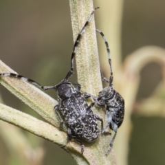 Ancita sp. (genus) (Longicorn or longhorn beetle) at Weetangera, ACT - 26 Feb 2019 by AlisonMilton