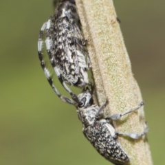 Ancita sp. (genus) at Weetangera, ACT - 26 Feb 2019