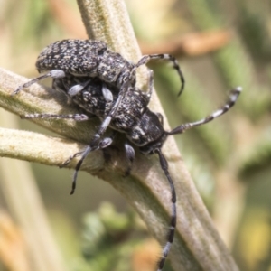 Ancita sp. (genus) at Weetangera, ACT - 26 Feb 2019