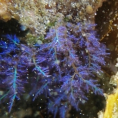 Unidentified Marine Alga & Seaweed at Mogareeka, NSW - 2 Mar 2019 by Maggie1