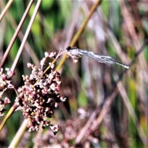 Coenagrionidae sp. (family) at Amaroo, ACT - 3 Mar 2019