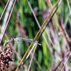 Coenagrionidae sp. (family) at Amaroo, ACT - 3 Mar 2019