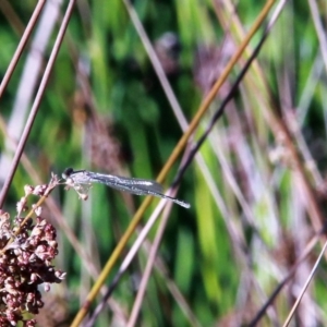 Coenagrionidae sp. (family) at Amaroo, ACT - 3 Mar 2019