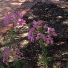 Saponaria officinalis (Soapwort, Bouncing Bet) at Wanniassa, ACT - 2 Mar 2019 by ACTParks-InvasivePlantsTeam