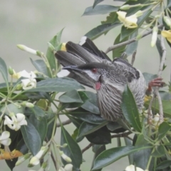 Anthochaera carunculata (Red Wattlebird) at Brogo, NSW - 10 Nov 2018 by libbygleeson