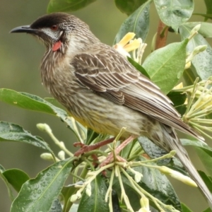 Anthochaera carunculata at Brogo, NSW - 10 Nov 2018 11:30 AM